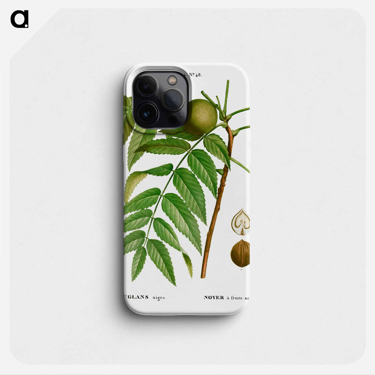 Black walnut, Juglans nigra - ピエール ジョゼフ ルドゥーテ Phone Case.