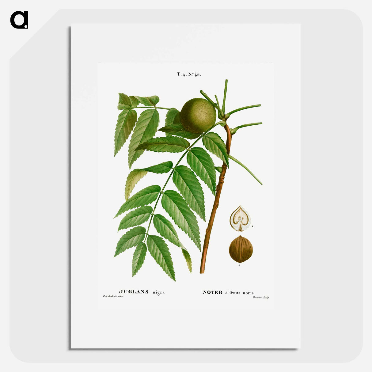 Black walnut, Juglans nigra - ピエール ジョゼフ ルドゥーテ Poster.