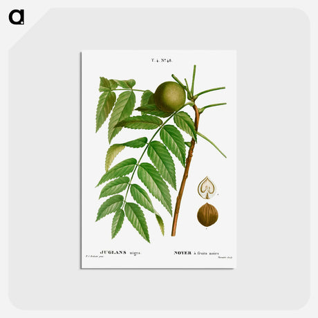 アートポストカード-Black walnut, Juglans nigra - ピエール ジョゼフ ルドゥーテ Postcard.