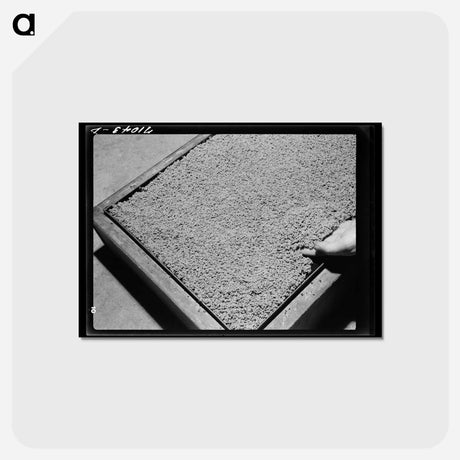 アートポストカード-Guayule Rubber Worms
 - ラッセル リー Postcard.