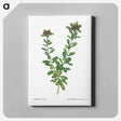 アートパネル-Daphne sericea (Daphne Collina) - ピエール ジョゼフ ルドゥーテ Canvas.