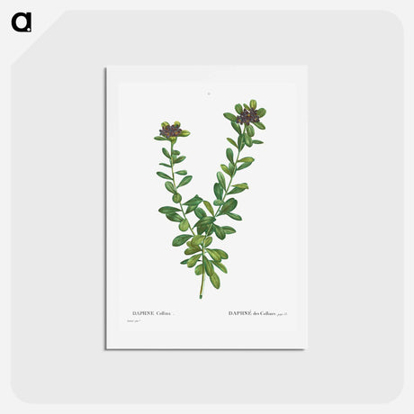 アートポストカード-Daphne sericea (Daphne Collina) - ピエール ジョゼフ ルドゥーテ Postcard.