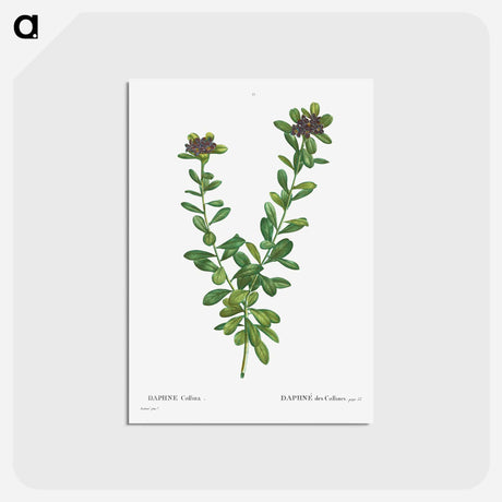 アートポストカード-Daphne sericea (Daphne Collina) - ピエール ジョゼフ ルドゥーテ Postcard.