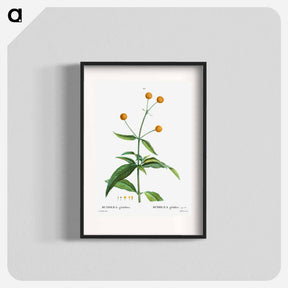アートポスター-Orange ball buddleja - ピエール ジョゼフ ルドゥーテ Poster.