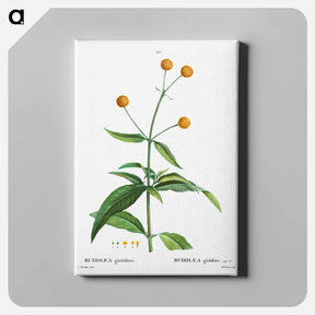 アートパネル-Orange ball buddleja - ピエール ジョゼフ ルドゥーテ Canvas.