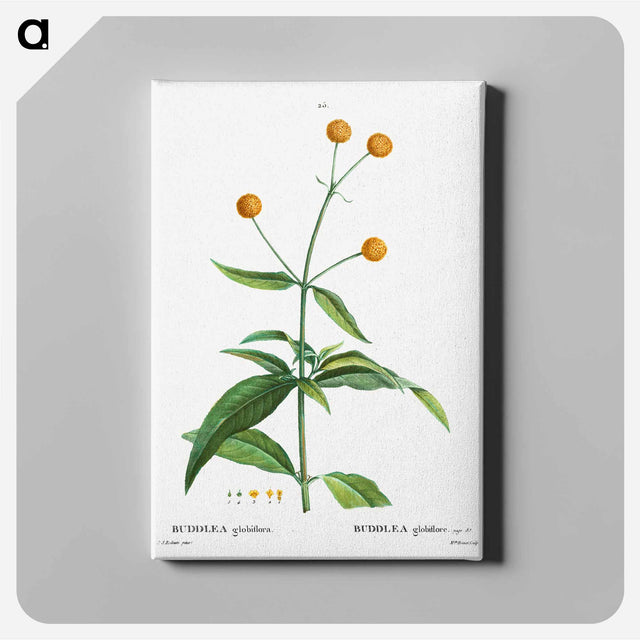 アートパネル-Orange ball buddleja - ピエール ジョゼフ ルドゥーテ Canvas.