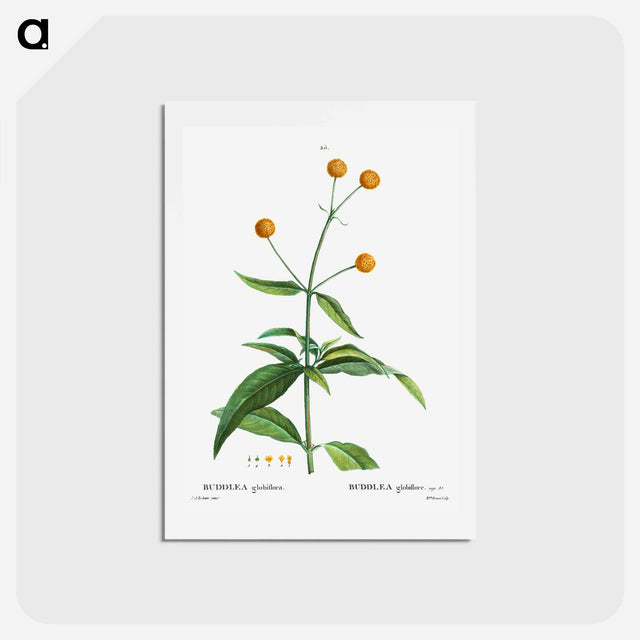 アートポストカード-Orange ball buddleja - ピエール ジョゼフ ルドゥーテ Postcard.