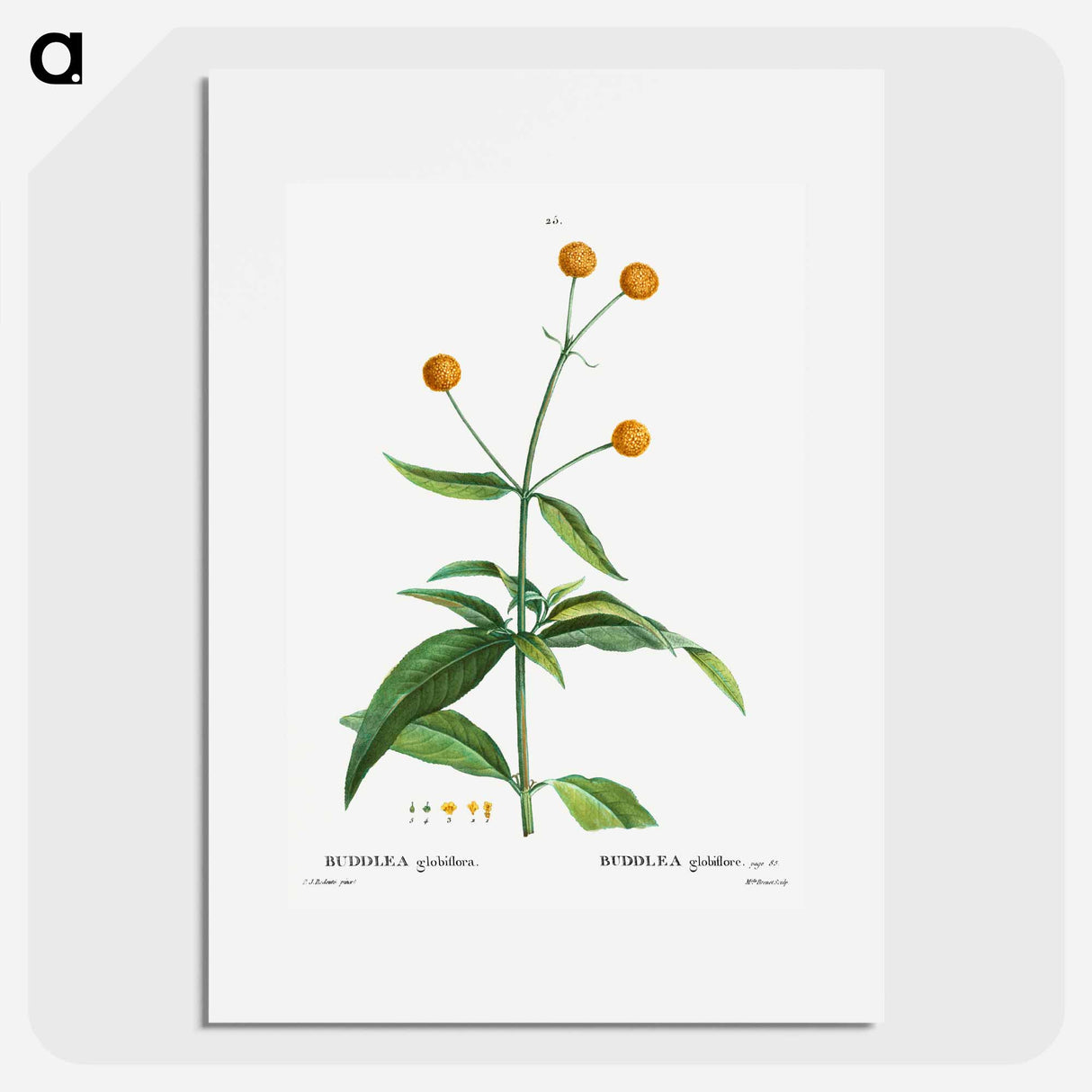 Orange ball buddleja - ピエール ジョゼフ ルドゥーテ Poster.