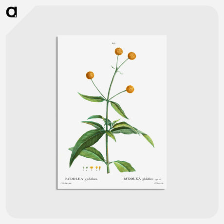 アートポストカード-Orange ball buddleja - ピエール ジョゼフ ルドゥーテ Postcard.