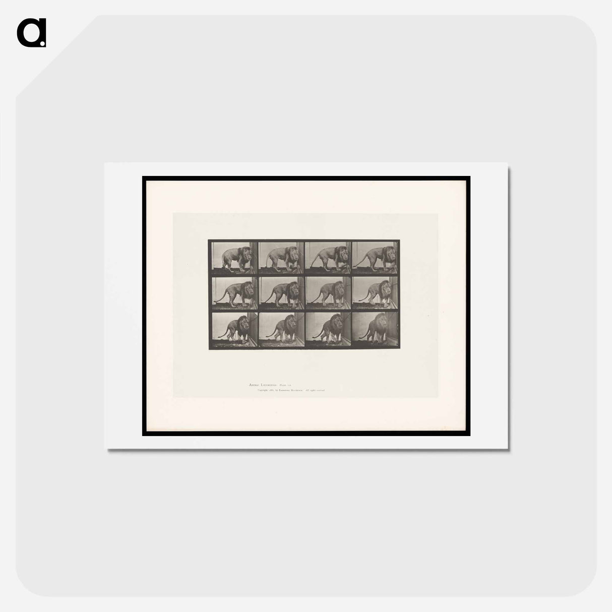 アートポストカード-Walking Lion
 - エドワード マイブリッジ Postcard.