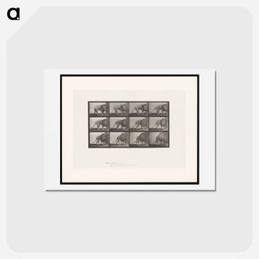 アートポストカード-Walking Lion
 - エドワード マイブリッジ Postcard.
