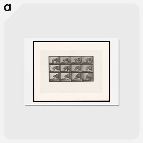 アートポストカード-Walking Lion
 - エドワード マイブリッジ Postcard.