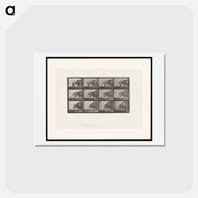 アートポストカード-Walking Lion
 - エドワード マイブリッジ Postcard.
