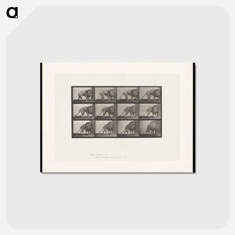 アートポストカード-Walking Lion
 - エドワード マイブリッジ Postcard.