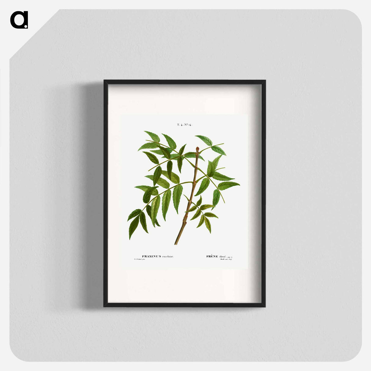 European ash - Pierre Joseph Redouté Poster.