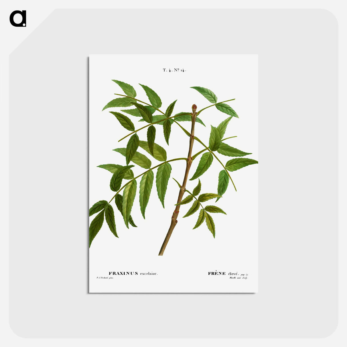 アートポストカード-European ash - ピエール ジョゼフ ルドゥーテ Postcard.
