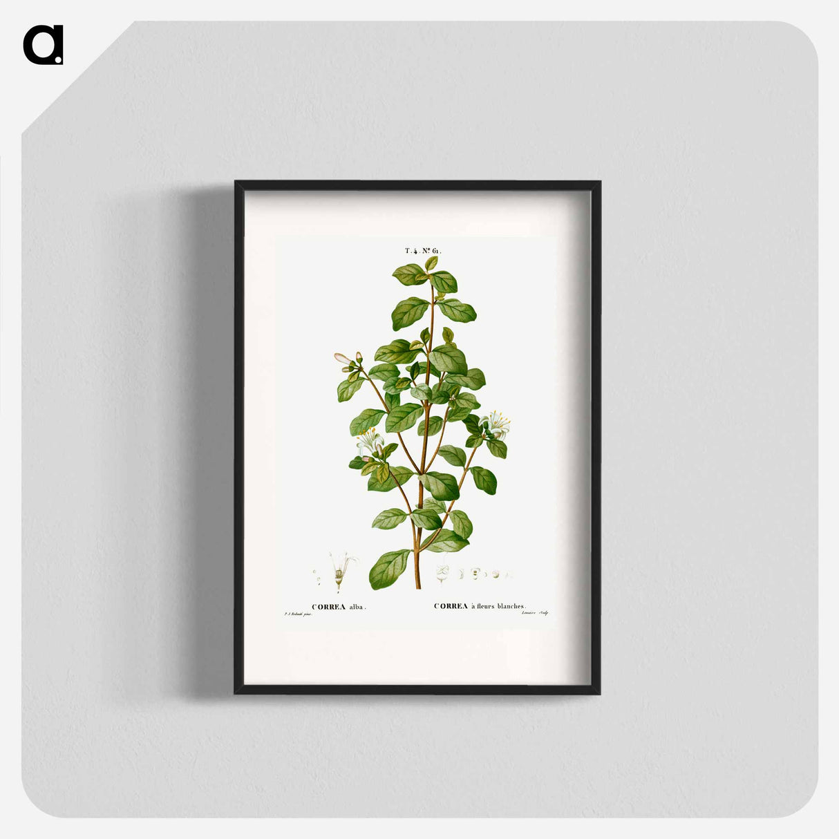 White correa, Correa alba - Pierre Joseph Redouté Poster.