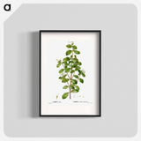 White correa, Correa alba - Pierre Joseph Redouté Poster.