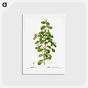 アートポストカード-White correa, Correa alba - ピエール ジョゼフ ルドゥーテ Postcard.