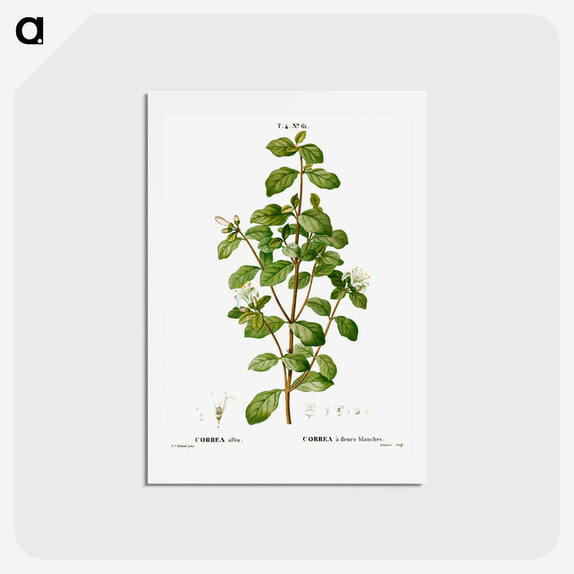 アートポストカード-White correa, Correa alba - ピエール ジョゼフ ルドゥーテ Postcard.