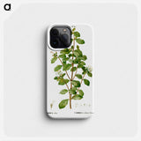 White correa, Correa alba - Pierre Joseph Redouté Phone Case.