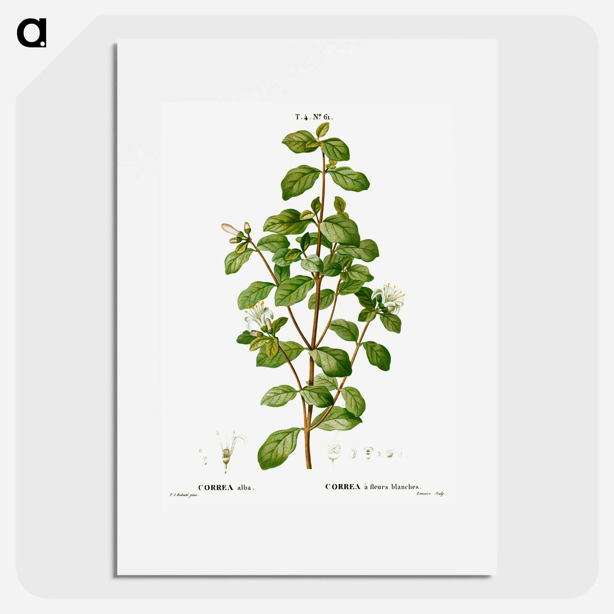 White correa, Correa alba - Pierre Joseph Redouté Poster.