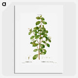 White correa, Correa alba - Pierre Joseph Redouté Poster.