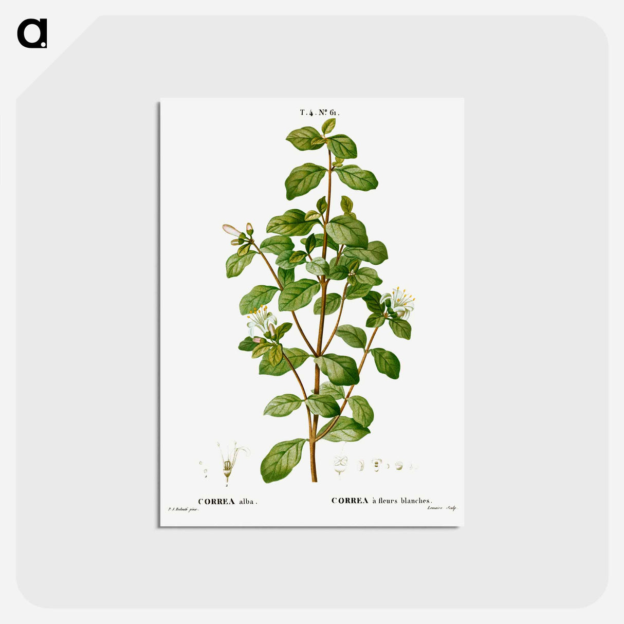 アートポストカード-White correa, Correa alba - ピエール ジョゼフ ルドゥーテ Postcard.
