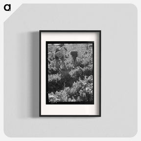 アートポスター-Untitled photo, possibly related to: Migratory field worker pulling carrots. Imperial Valley, California - ドロテア ラング Poster.