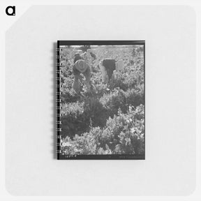 アートメモ帳-Untitled photo, possibly related to: Migratory field worker pulling carrots. Imperial Valley, California - ドロテア ラング Memo.