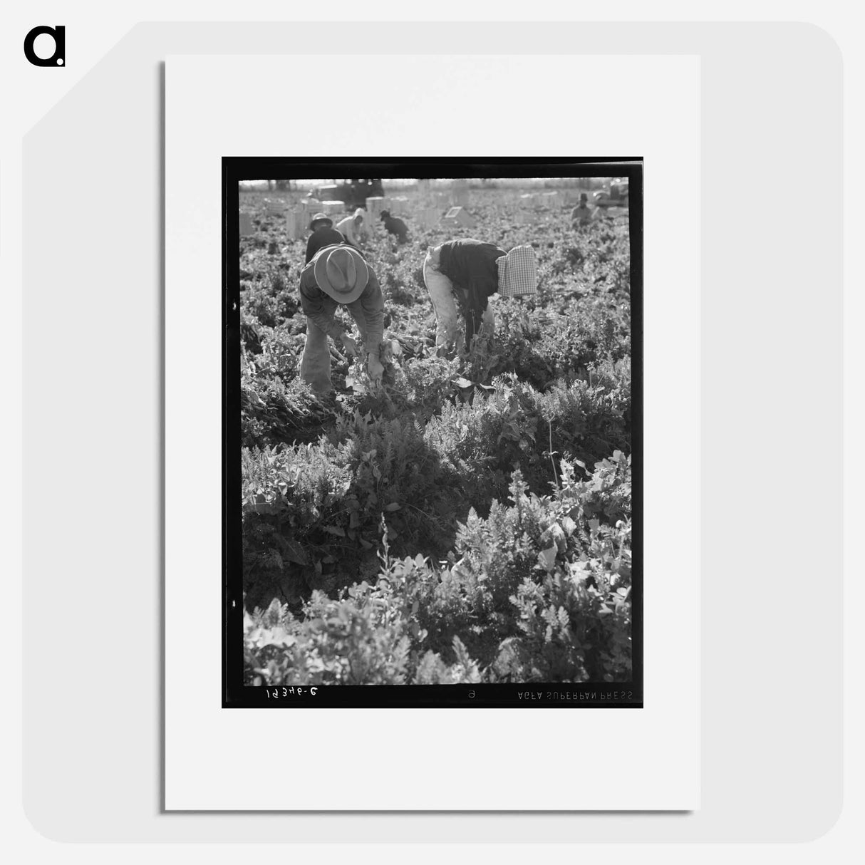 Untitled photo, possibly related to: Migratory field worker pulling carrots. Imperial Valley, California - ドロテア ラング Poster.