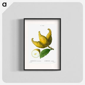 アートポスター-Cluster of lemons - ピエール ジョゼフ ルドゥーテ Poster.