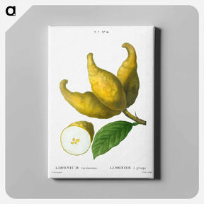 アートパネル-Cluster of lemons - ピエール ジョゼフ ルドゥーテ Canvas.