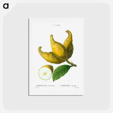 アートポストカード-Cluster of lemons - ピエール ジョゼフ ルドゥーテ Postcard.