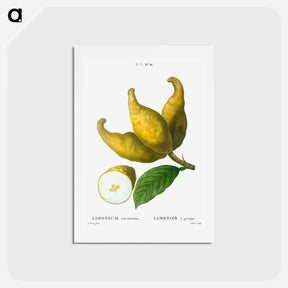 アートポストカード-Cluster of lemons - ピエール ジョゼフ ルドゥーテ Postcard.