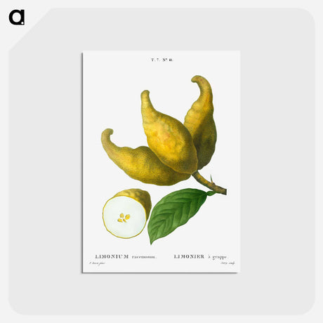 アートポストカード-Cluster of lemons - ピエール ジョゼフ ルドゥーテ Postcard.