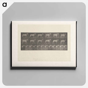 アートパネル-Horse in Motion
 - エドワード マイブリッジ Canvas.