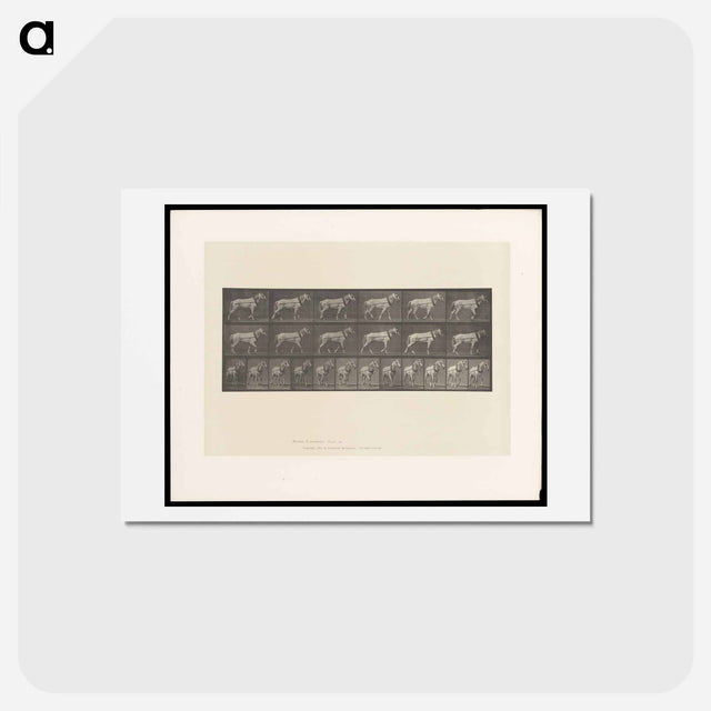 アートポストカード-Horse in Motion
 - エドワード マイブリッジ Postcard.