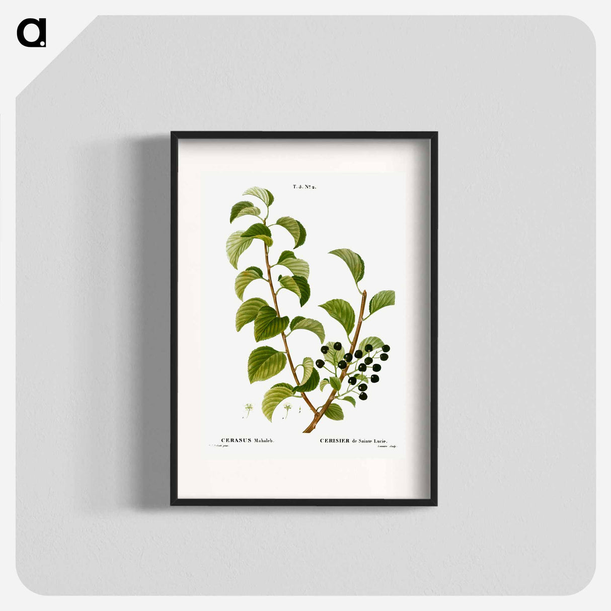 St. Lucie cherry, Cerasus mahaleb - Pierre Joseph Redouté Poster.