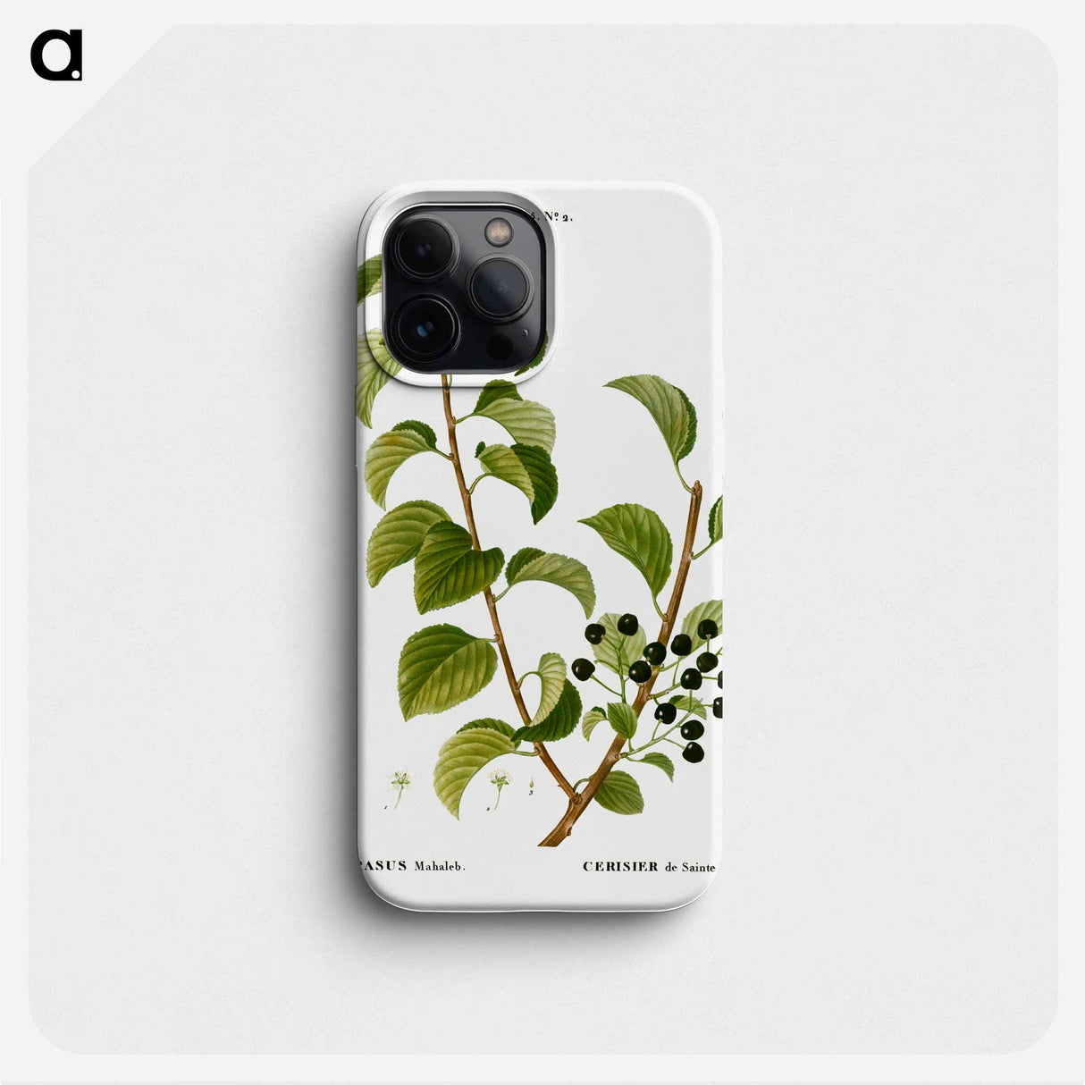 St. Lucie cherry, Cerasus mahaleb - Pierre Joseph Redouté Phone Case.