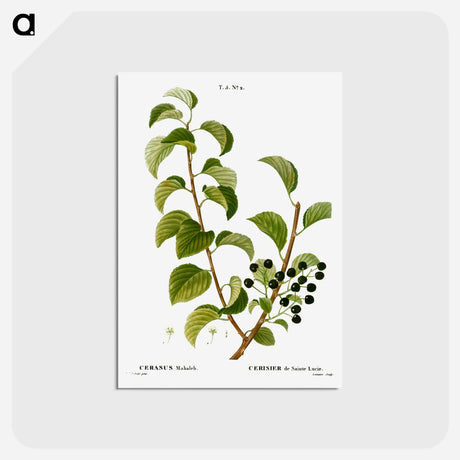 アートポストカード-St. Lucie cherry, Cerasus mahaleb - ピエール ジョゼフ ルドゥーテ Postcard.