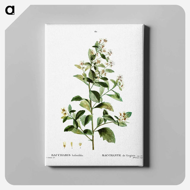 アートパネル-Sea myrtle - ピエール ジョゼフ ルドゥーテ Canvas.
