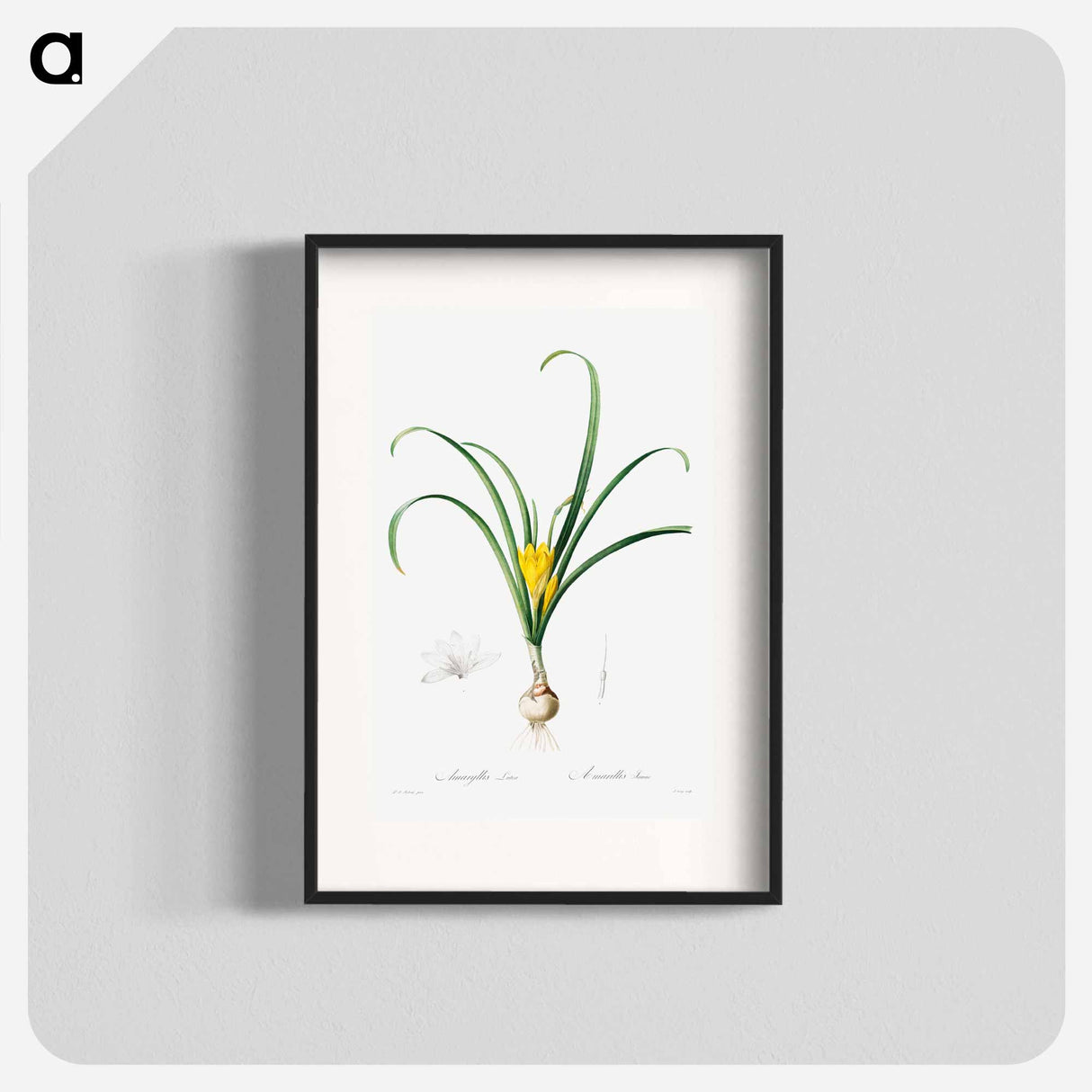 Amaryllis Lutes - Pierre Joseph Redouté Poster.