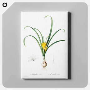 アートパネル-Amaryllis Lutes - ピエール ジョゼフ ルドゥーテ Canvas.