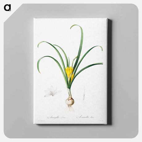 アートパネル-Amaryllis Lutes - ピエール ジョゼフ ルドゥーテ Canvas.