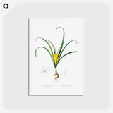 アートポストカード-Amaryllis Lutes - ピエール ジョゼフ ルドゥーテ Postcard.