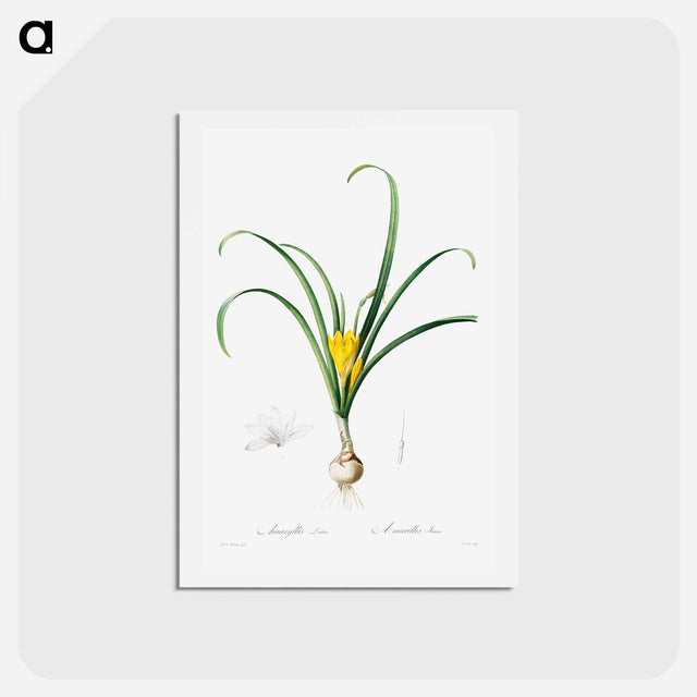 アートポストカード-Amaryllis Lutes - ピエール ジョゼフ ルドゥーテ Postcard.