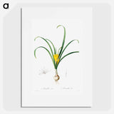 Amaryllis Lutes - Pierre Joseph Redouté Poster.