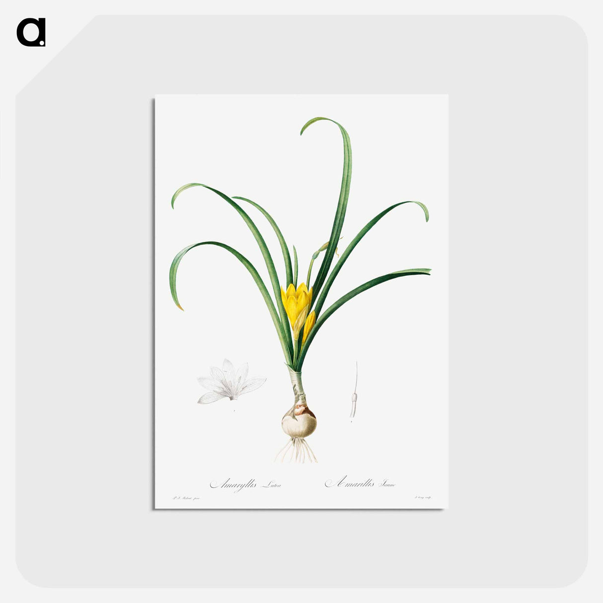 アートポストカード-Amaryllis Lutes - ピエール ジョゼフ ルドゥーテ Postcard.