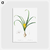 アートポストカード-Amaryllis Lutes - ピエール ジョゼフ ルドゥーテ Postcard.